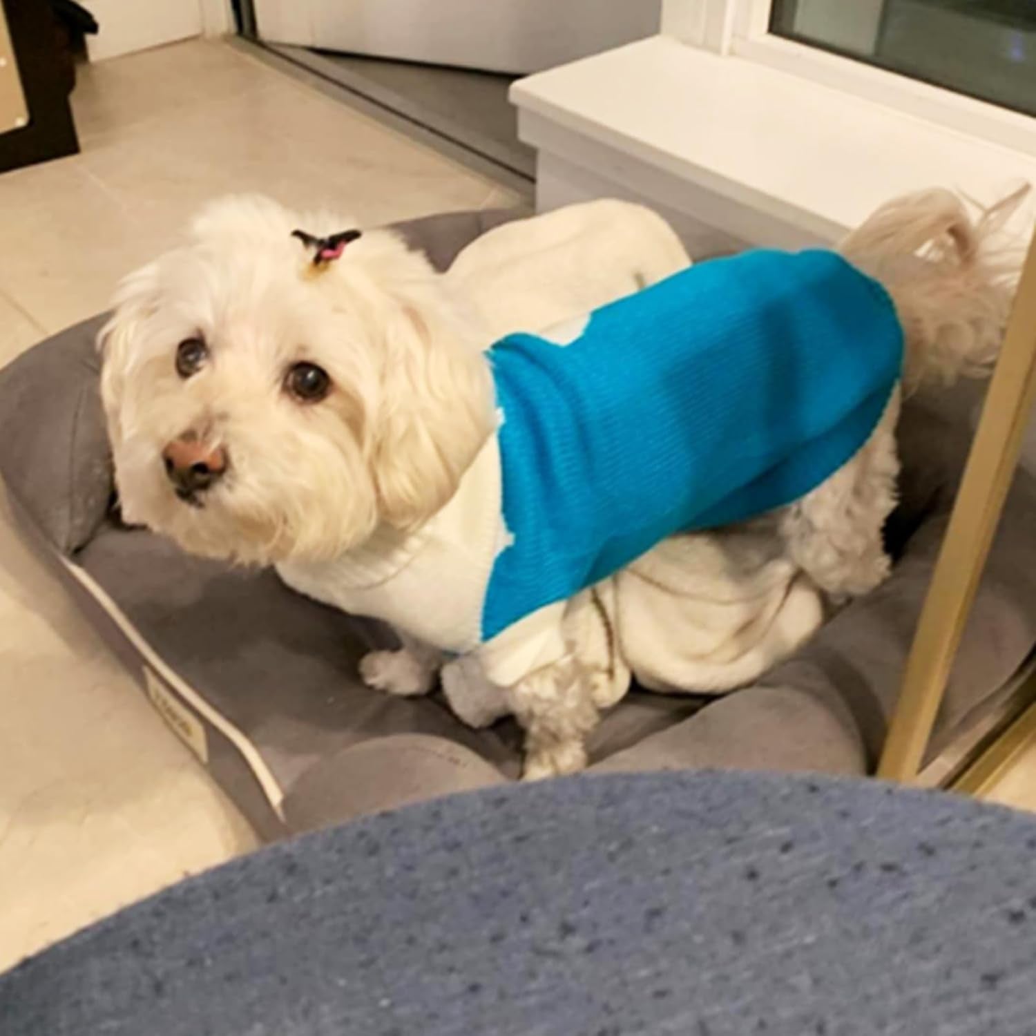 Pet Dog Sweaters Classic Knitwear Turtleneck Winter Warm Puppy Clothing Cut Strawberry and Heart Doggie Sweater (Sky Blue, Medium)